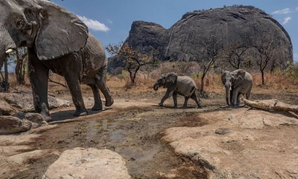 Gestão da Reserva Especial do Niassa em reestruturação
