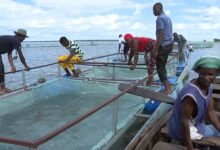 Aquacultura melhora condições de vida no Niassa
