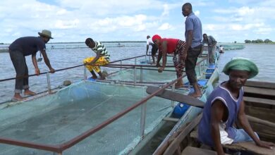 Aquacultura melhora condições de vida no Niassa