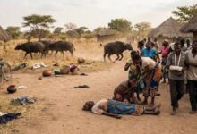 Animais bravios matam cinco pessoas no Niassa