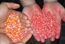 Acordo com Países Baixos apoiam fortalecimento do sector de sementes