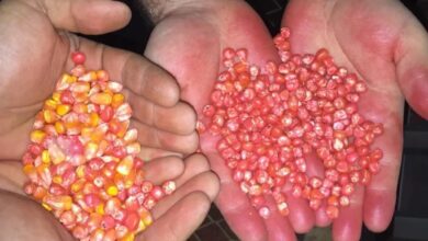 Acordo com Países Baixos apoiam fortalecimento do sector de sementes