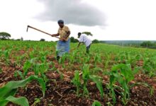 Governo mobiliza recursos para transformar Niassa em capital agrícola