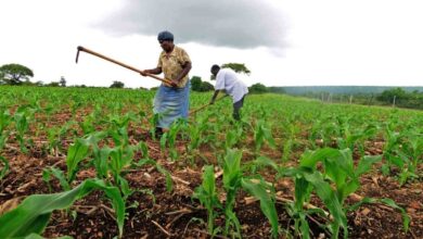 Governo mobiliza recursos para transformar Niassa em capital agrícola