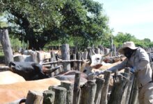 Produção de vacinas pode ser retomada próximo ano