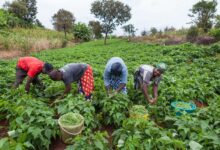 ORÇAMENTO PARA 2027: Niassa prevê incremento em 6% da produção