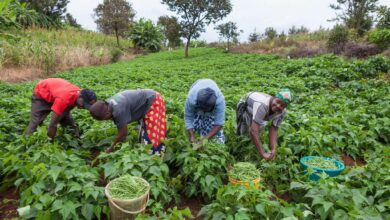 ORÇAMENTO PARA 2027: Niassa prevê incremento em 6% da produção