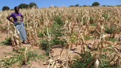 Com 27 distritos em risco: Estado mobiliza fundos para reduzir impacto da seca