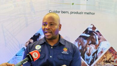 Maputo reforça aposta na produção de tilápia