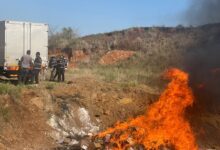SERNIC destrói 1,3 tonelada de fentanil
