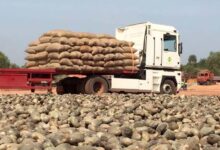 Contrabando de castanha lesa Estado em cerca de 500 milhões