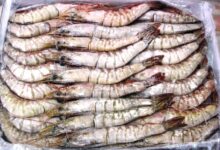 Pesca ilegal e destruição de mangais ameaçam camarão em Sofala
