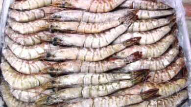 Pesca ilegal e destruição de mangais ameaçam camarão em Sofala
